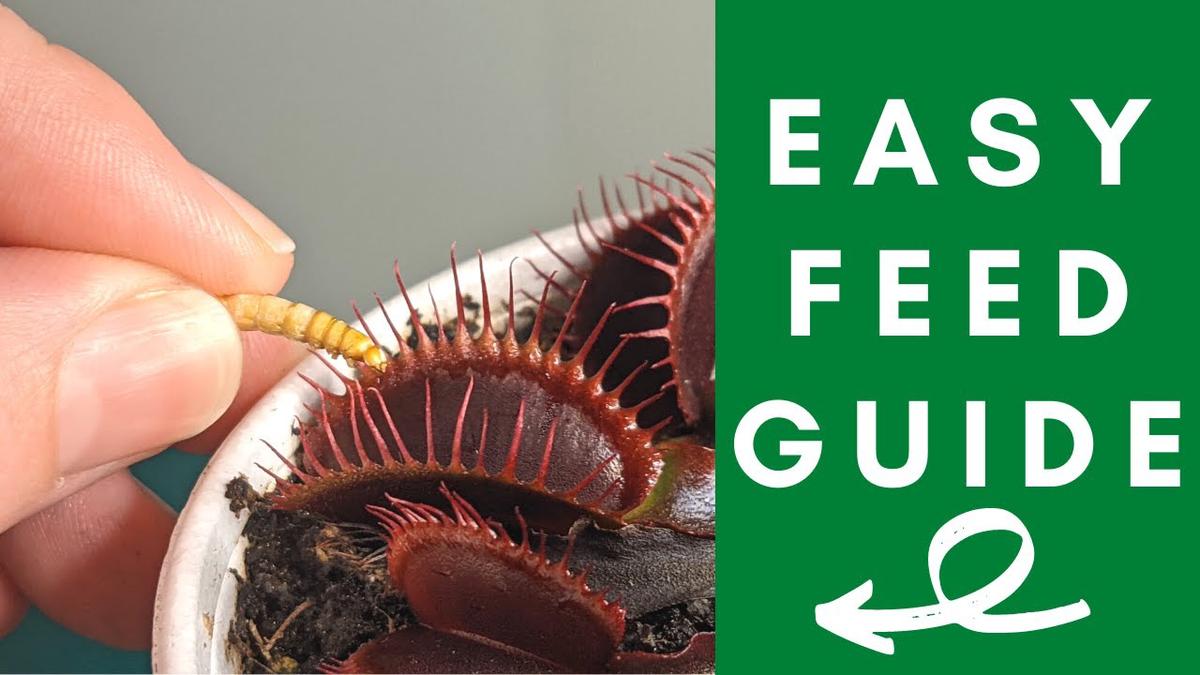 How to Feed Crickets to Venus Fly Trap Without Harming Them Venus