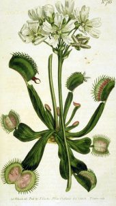 venus flytrap flower