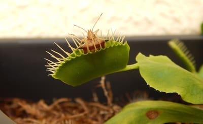Venus flytrap feed