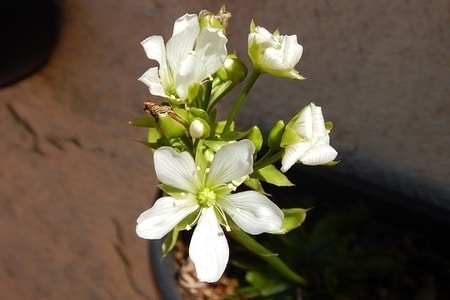 Venus Flytrap Flower Guide – Should I cut them off?