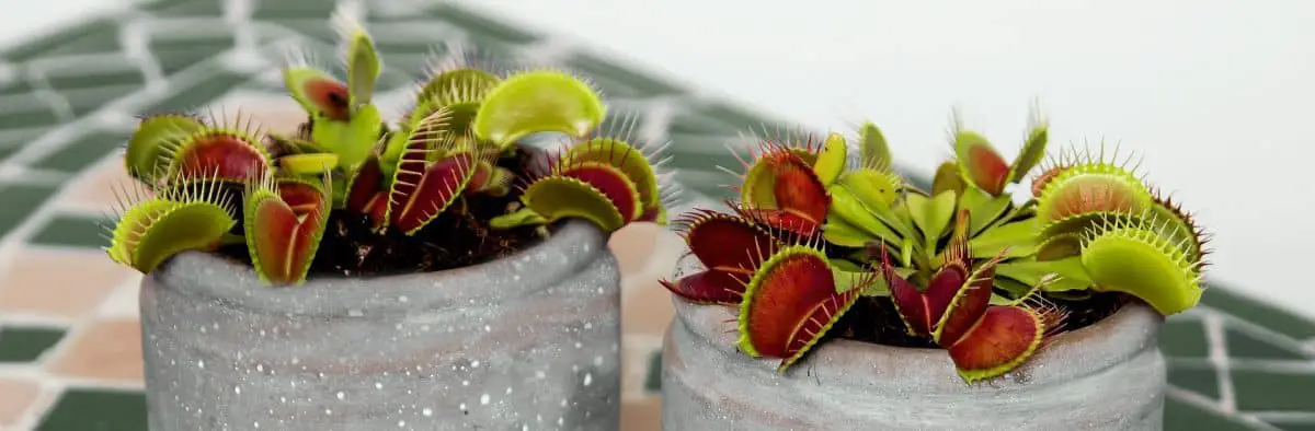 Venus Flytrap World