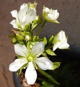 Venus flytrap flowers
