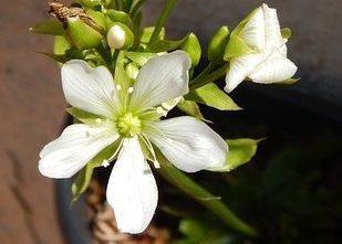 venus flytrap flower