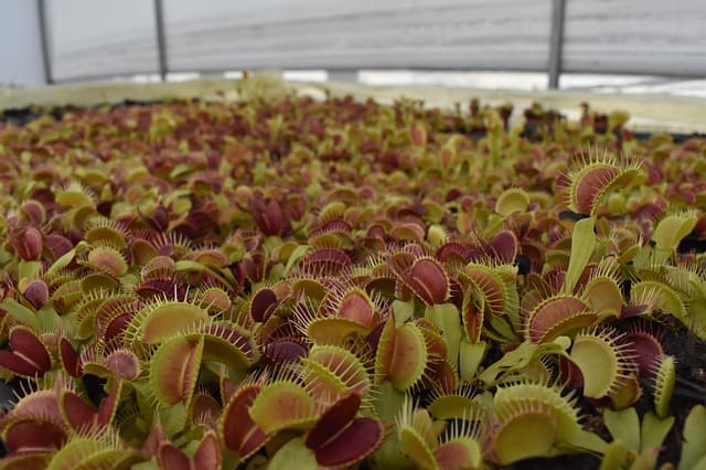 Venus flytrap indoors
