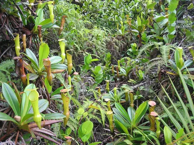 Carnivorous plant pitcher