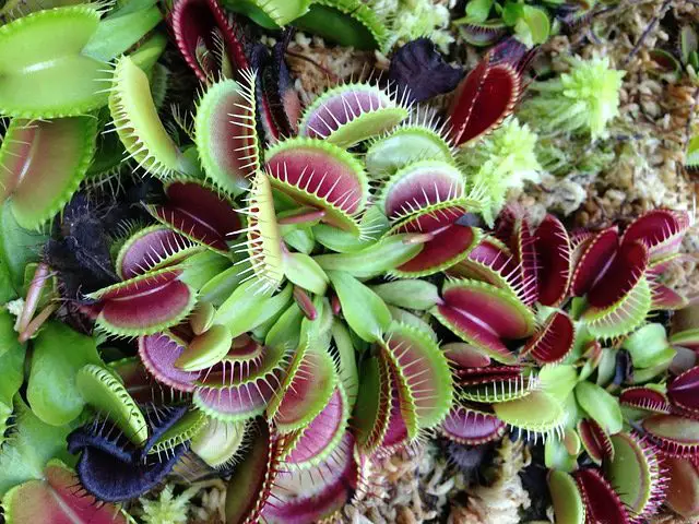 How Big Is The Biggest Venus Flytrap? – Venus Flytrap World