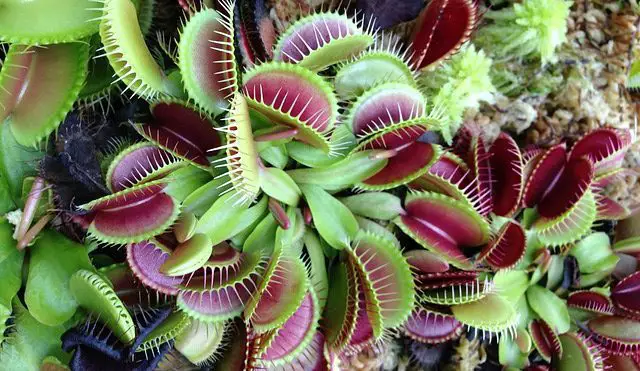 Venus flytraps do not close during the night