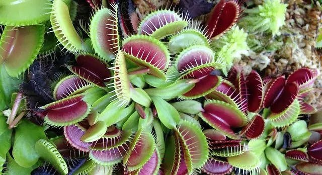 With so many traps how to feed a Venus flytrap