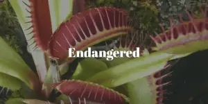 Venus flytrap fact: Endangered