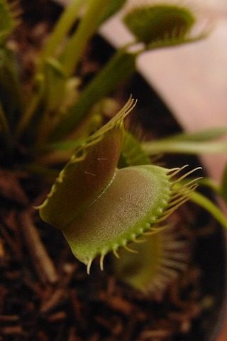 Venus flytrap feeding - hair cells stimuli
