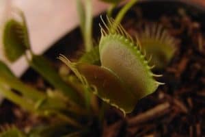 Venus flytrap leaf