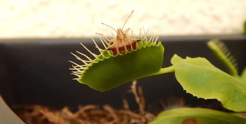 Venus flytrap eating prey, feeding process