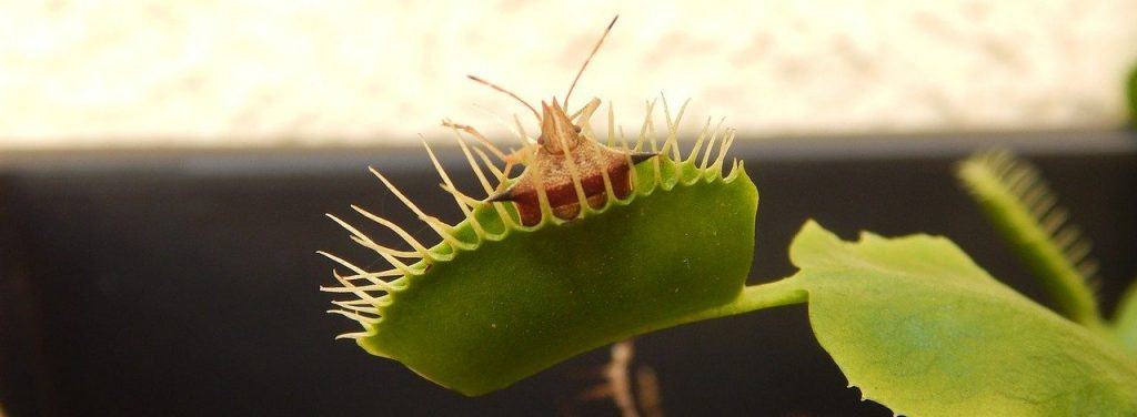 Feeding Venus flytrap