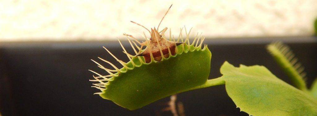 Venus flytraps eat animals but are not animals