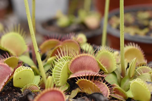Venus flytrap parts: flower stalk