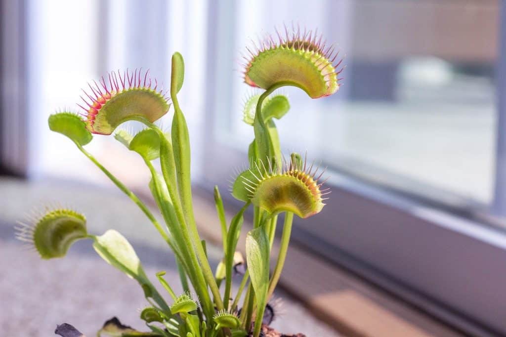 Venus flytrap care light