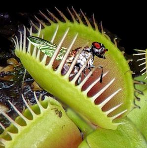 Venus flytrap eat flies