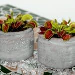 Do Venus Flytraps Smell? – Indoor Expectations