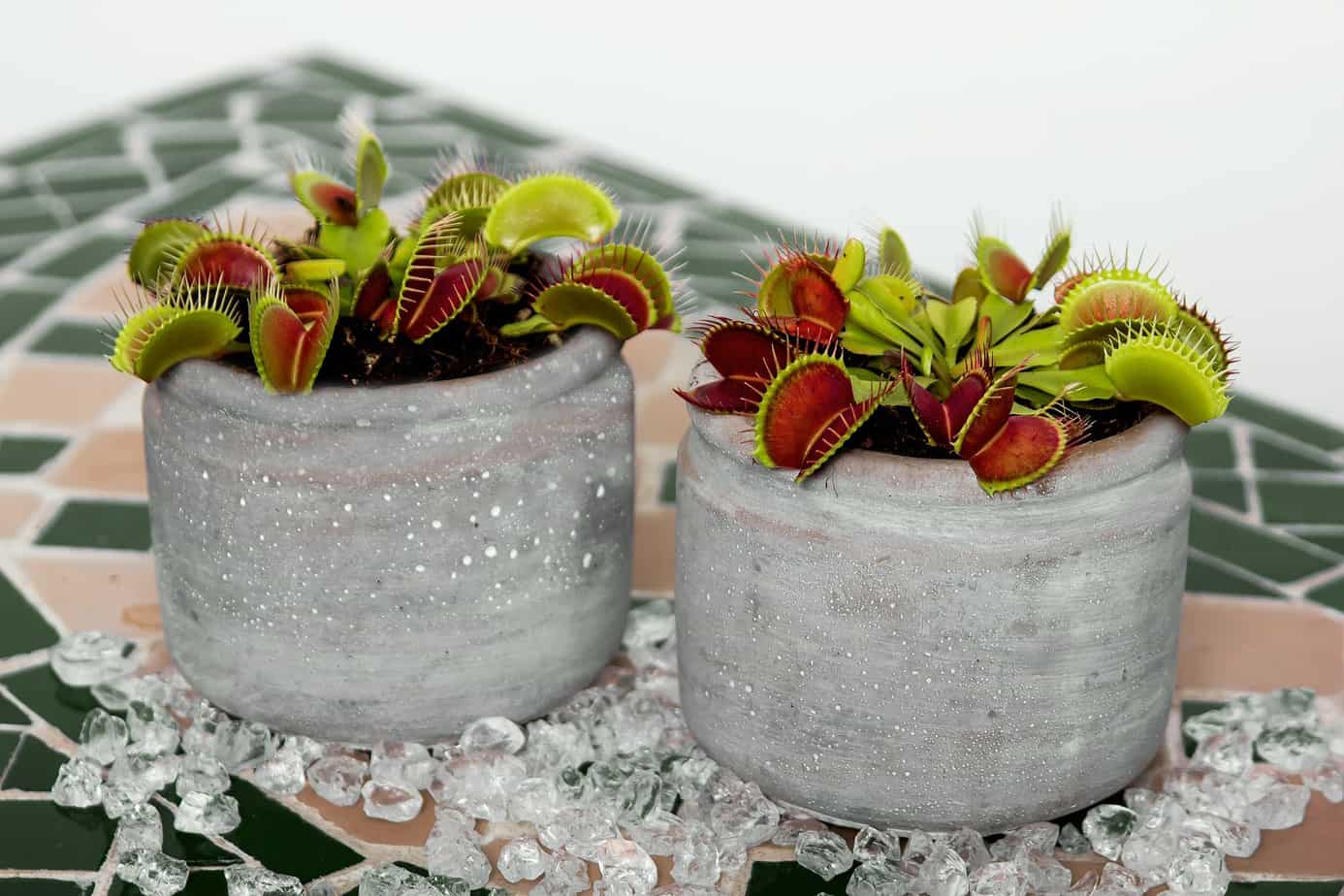 Do Venus Flytraps Smell? Indoor Expectations Venus Flytrap World