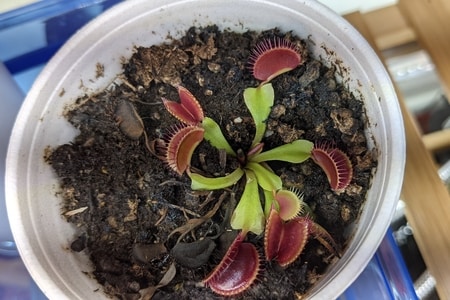 Can Venus flytraps live without bugs?