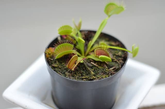 Venus Fly trap  watering and humidity