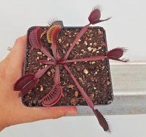 Red Dragon Venus flytrap