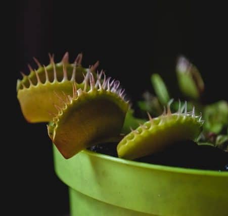 Venus flytrap indoors