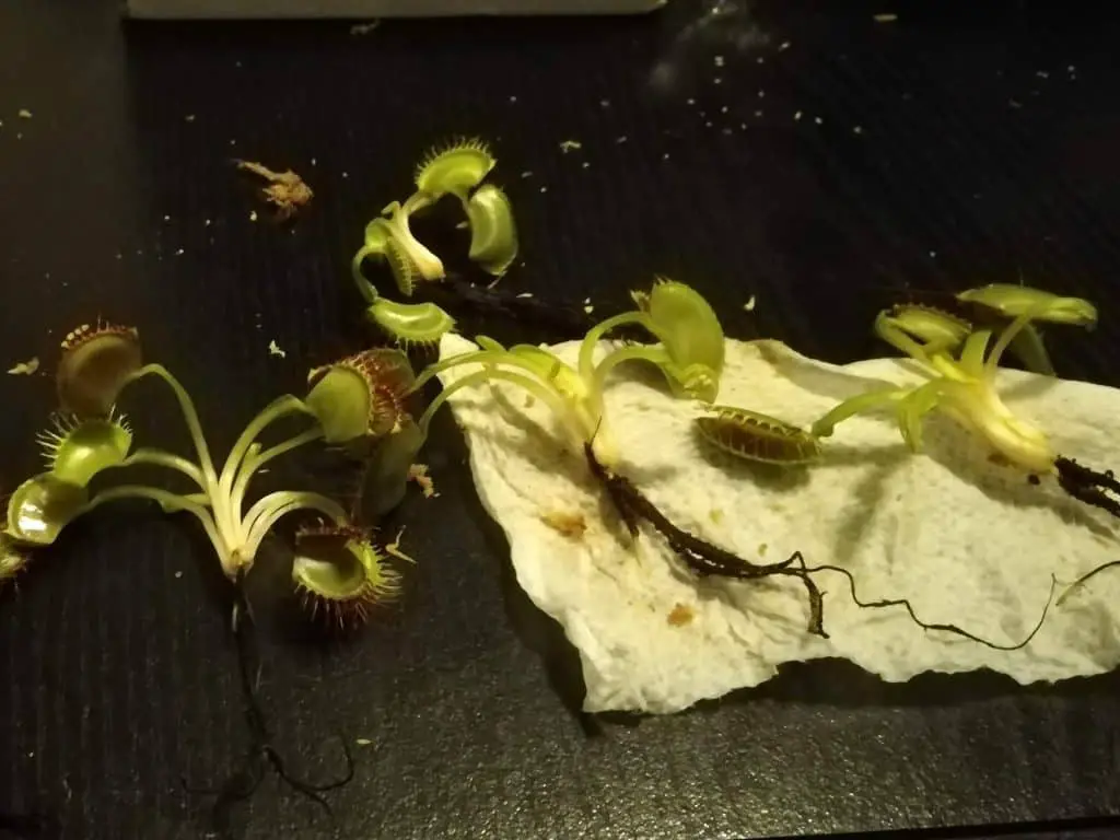 Venus Flytrap bulb and roots