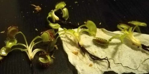 Detect Venus Flytrap Root Rot – How to Save you Plant Today