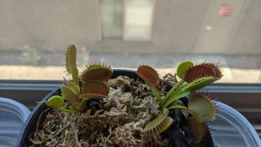 Venus fly trap window side - indoor care