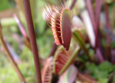 Why Do Venus Flytraps Turn Red?