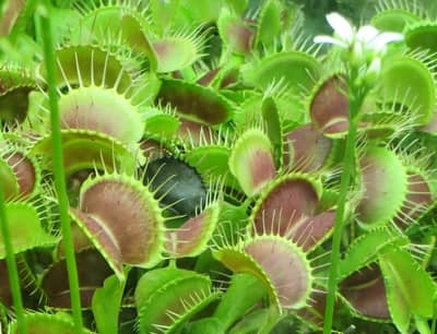 Should I Prune My Venus Fly Trap? – Trimming Guide