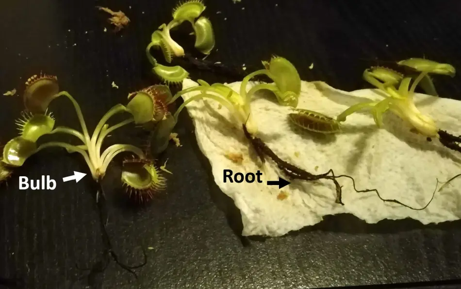 Venus flytrap roots