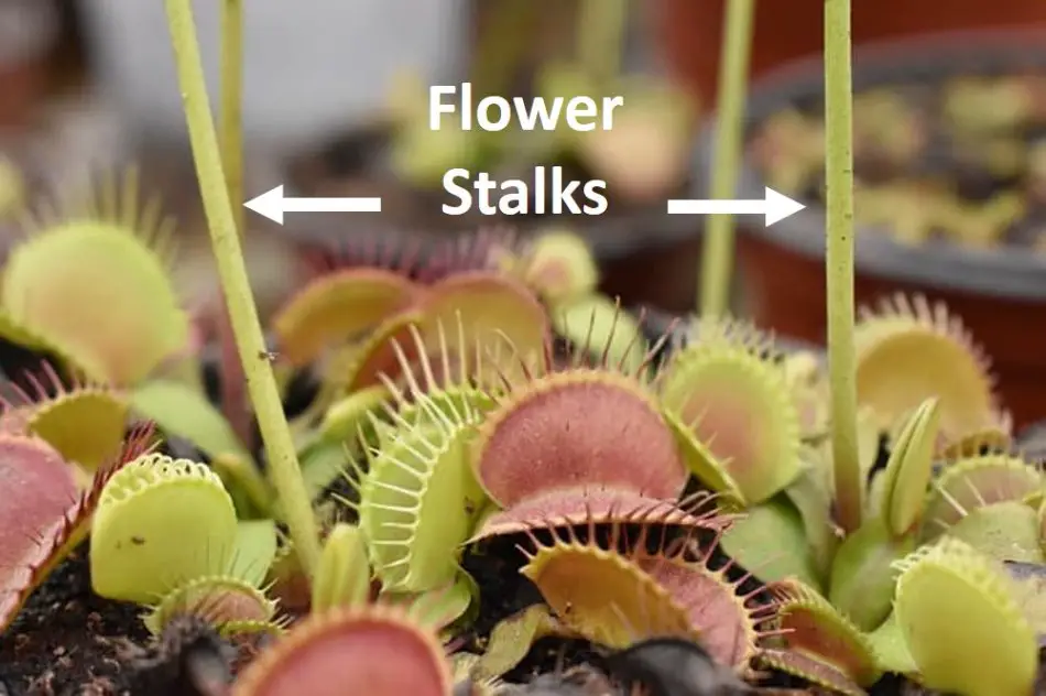 Venus flytrap flower stalk