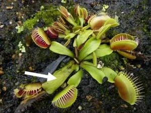 Venus Flytrap Parts With Diagram And Photos Venus Flytrap World