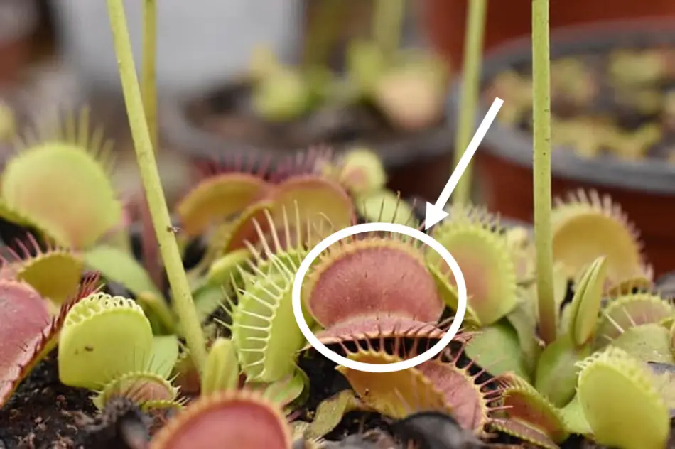 trigger hairs Venus flytrap