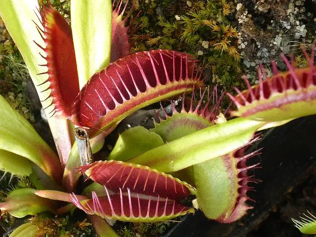 Venus flytrap color