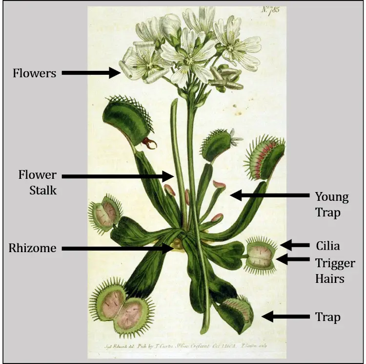 Venus Flytrap Parts with Diagram and Photos Venus Flytrap World