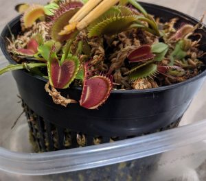 How to Feed a Venus Flytrap – A Complete Guide with Pictures – Venus ...