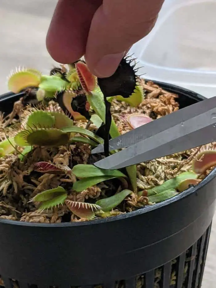 Black Leaf Venus Flytrap