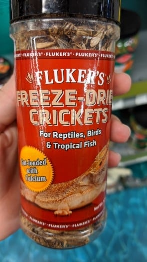 dried cricket