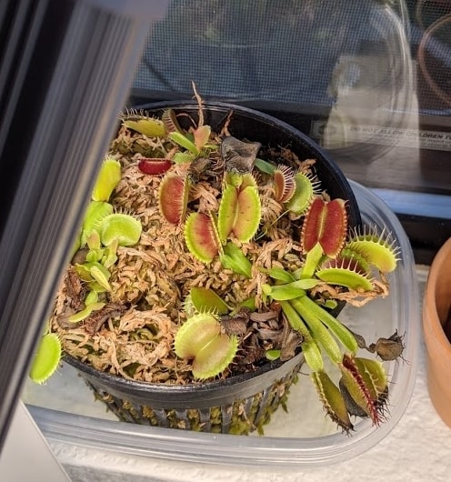Venus fly trap siting in water