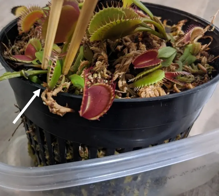 How to Feed a Venus Flytrap A Complete Guide with Pictures Venus