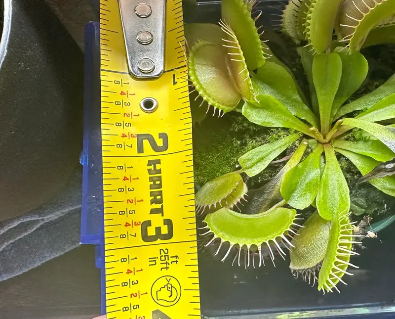 Adult Venus Fly trap - 1 inch traps and 5 inches in plant diameter