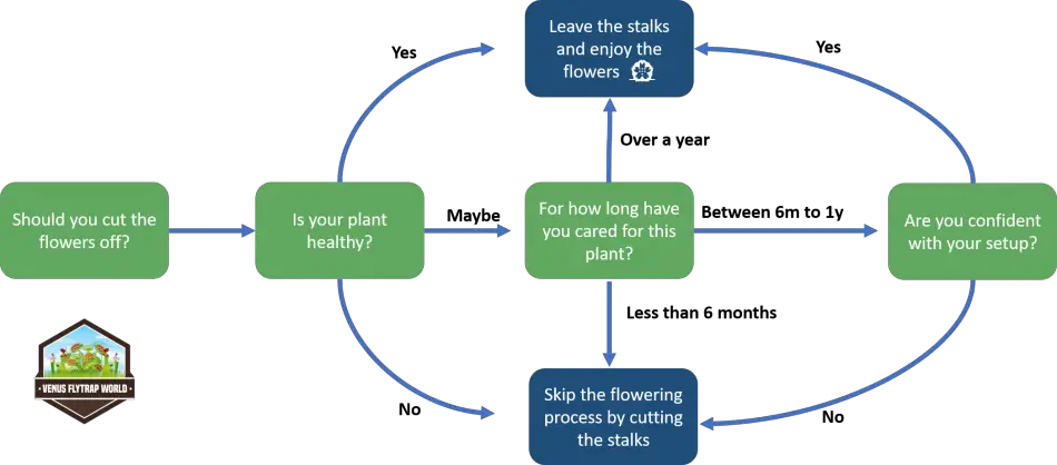 Venus flytrap: Should you cut the flowers off?