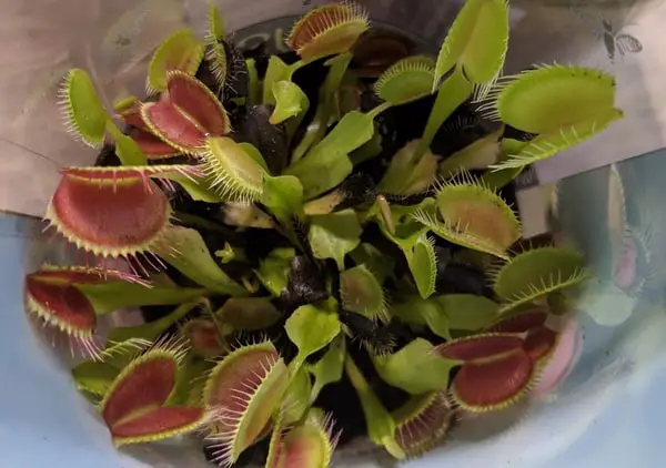 Venus flytrap pot