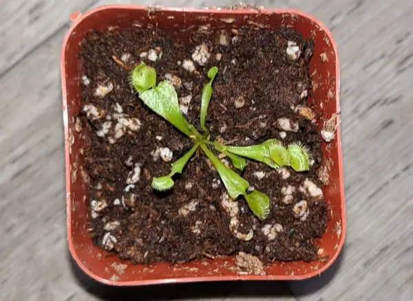 Baby Venus flytrap seedling