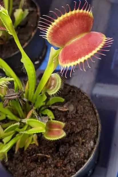 venus fly trap not closing working