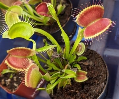 Venus flytrap