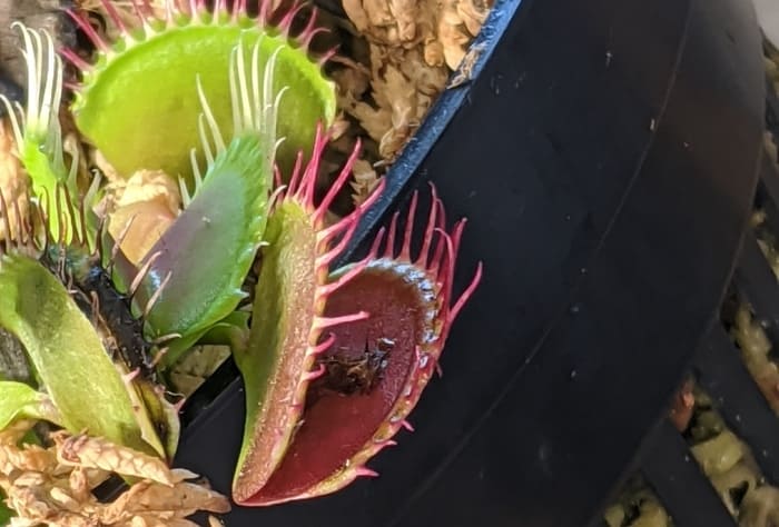 Venus flytrap poop food waste